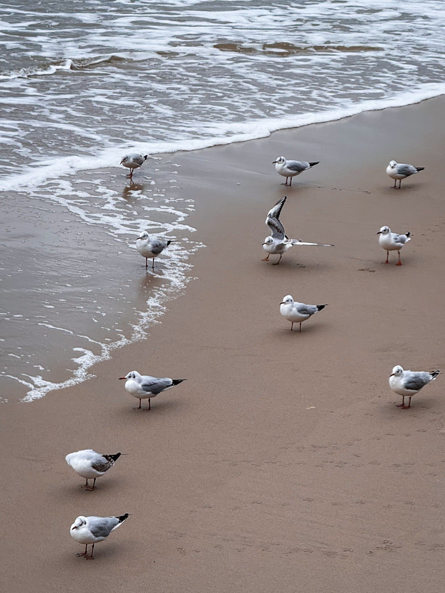 Город Светлогорск (Калининградская Область). Автор: woodston.trip, фото 7