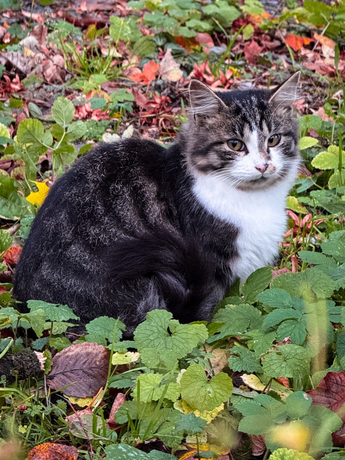 Город Светлогорск (Калининградская Область). Автор: woodston.trip, фото 3