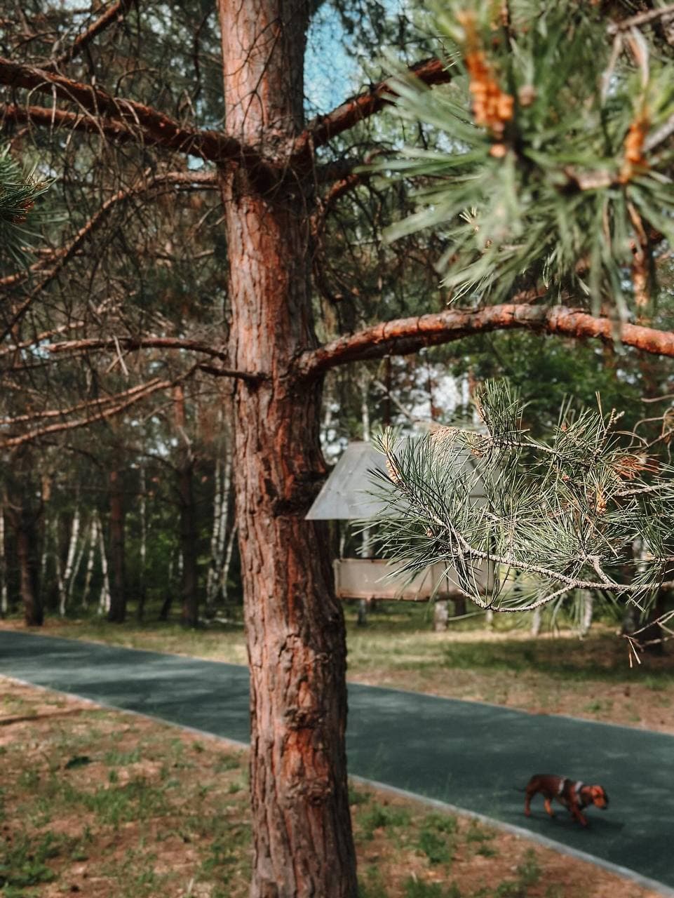 Танцующий лес в Тольятти (Самарская Область). Автор: xenia, фото 8