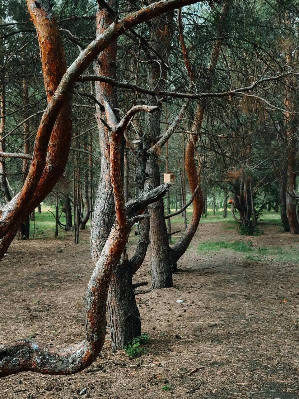 Танцующий лес в Тольятти (Самарская Область). Автор: xenia, фото 7