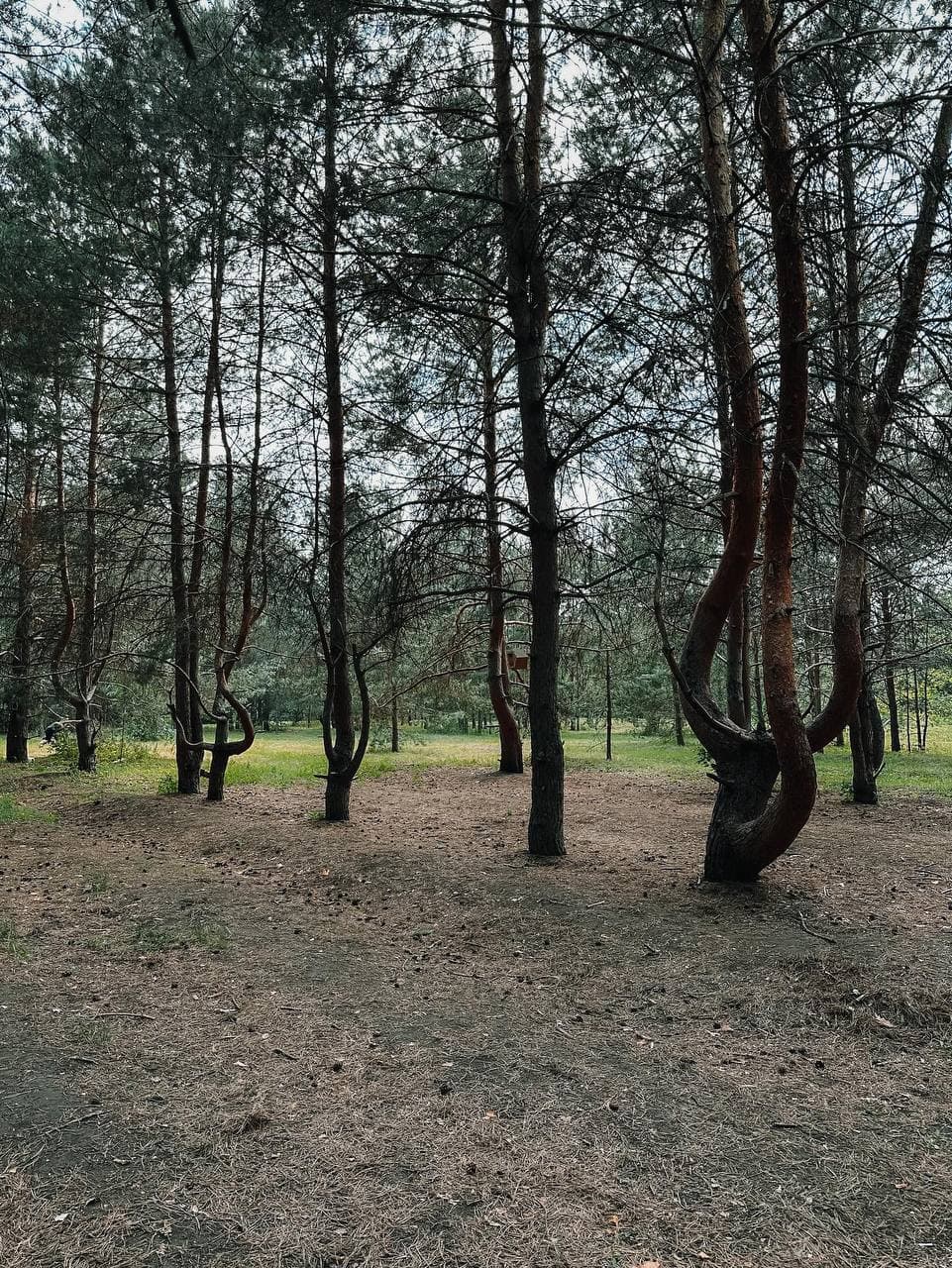 Танцующий лес в Тольятти (Самарская Область). Автор: xenia, фото 6