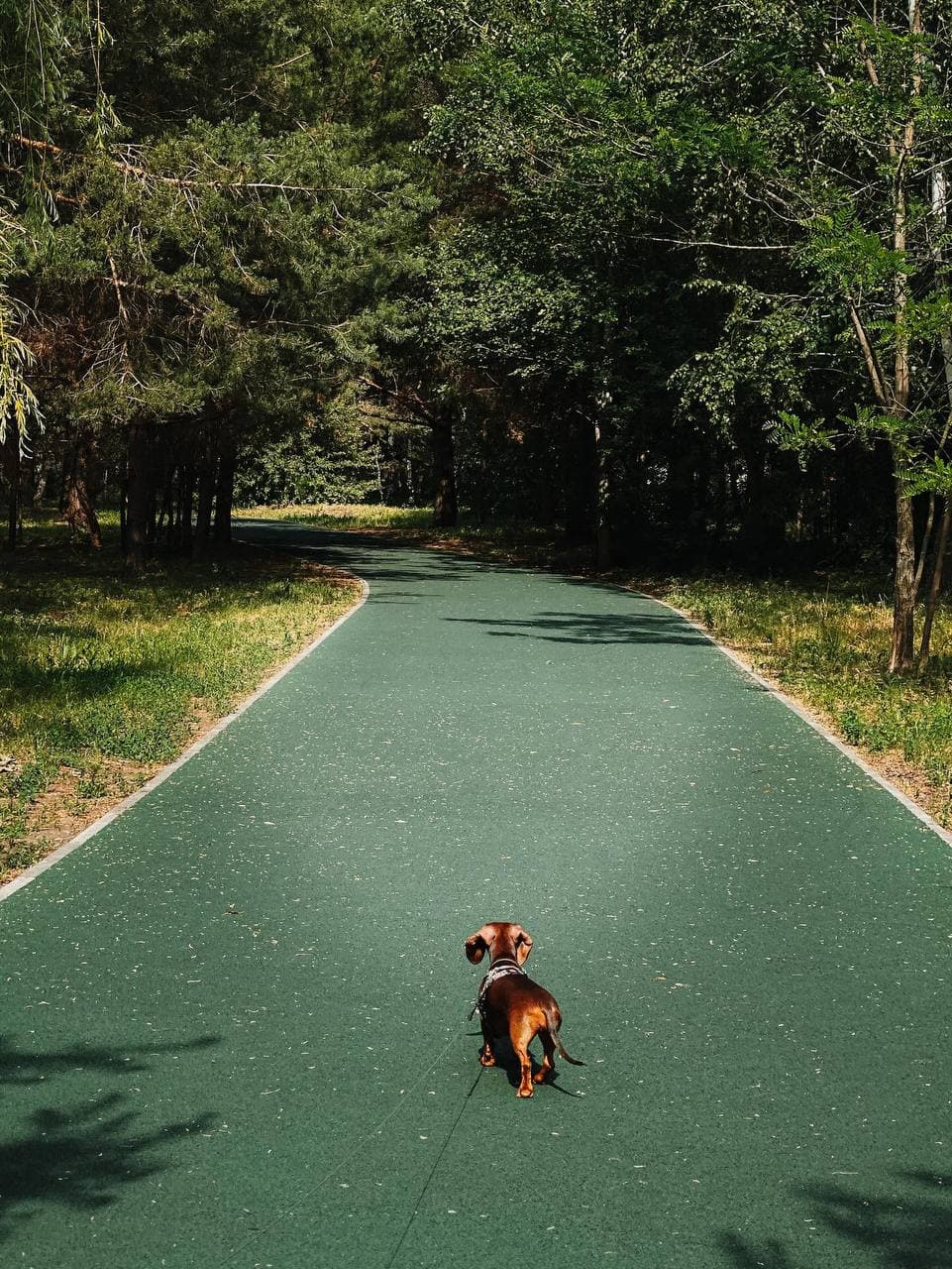 Танцующий лес в Тольятти (Самарская Область). Автор: xenia, фото 5