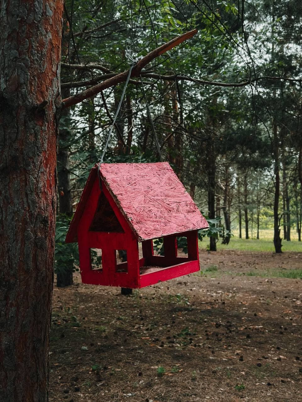 Танцующий лес в Тольятти (Самарская Область). Автор: xenia, фото 2