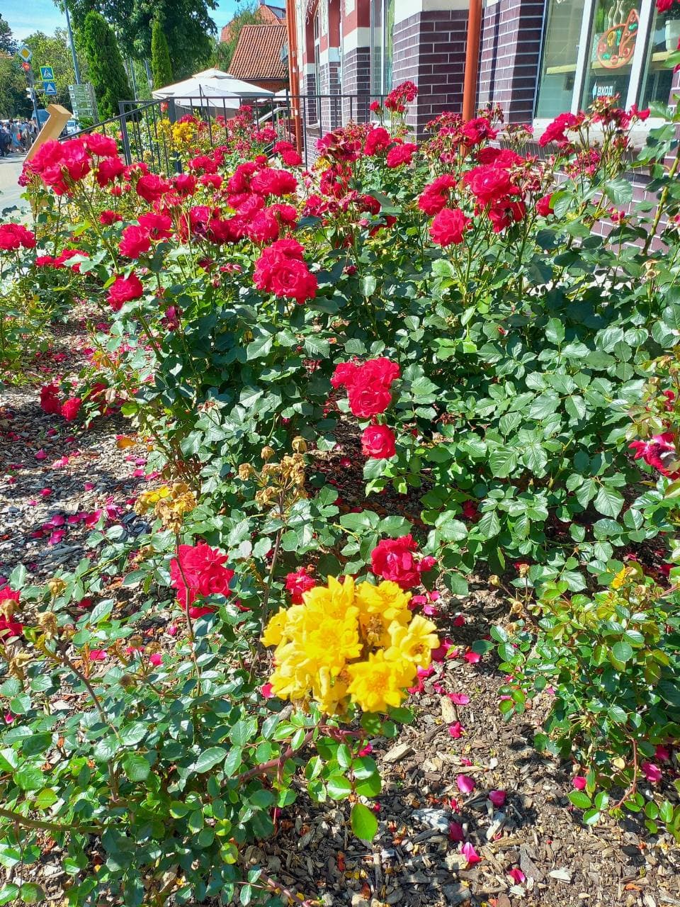 Город Зеленоградск (Калининградская Область). Автор: Светлана Ильина, фото 6