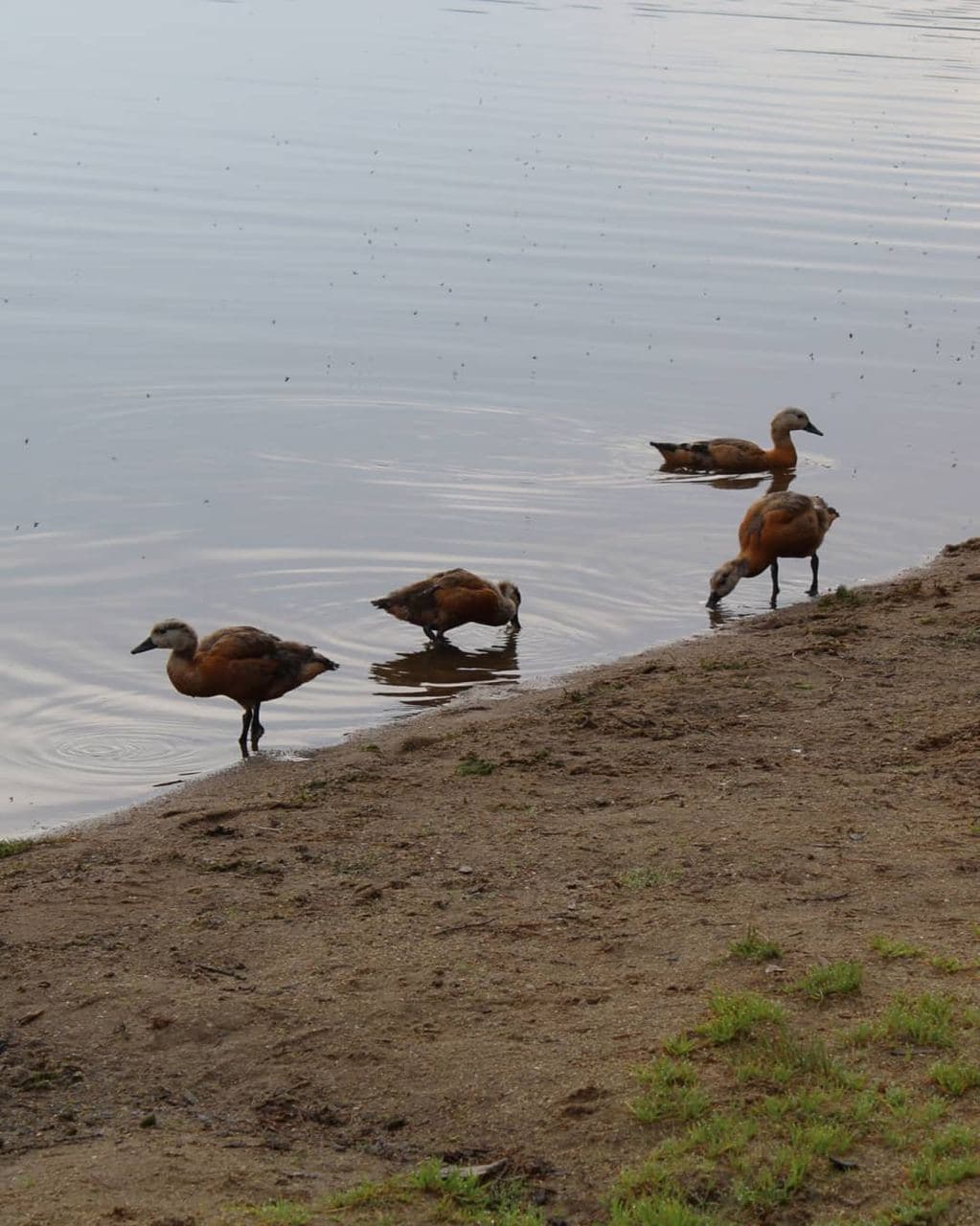 Арейское озеро (Забайкальский Край). Автор: gulnarasafro, фото 6
