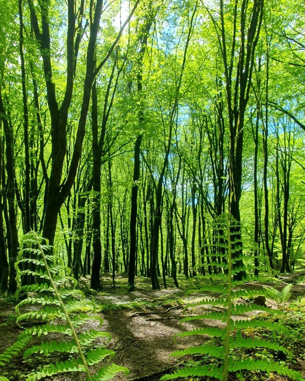 Ажекский экопарк (Краснодарский Край). Автор: artemsochinskiy, фото 7