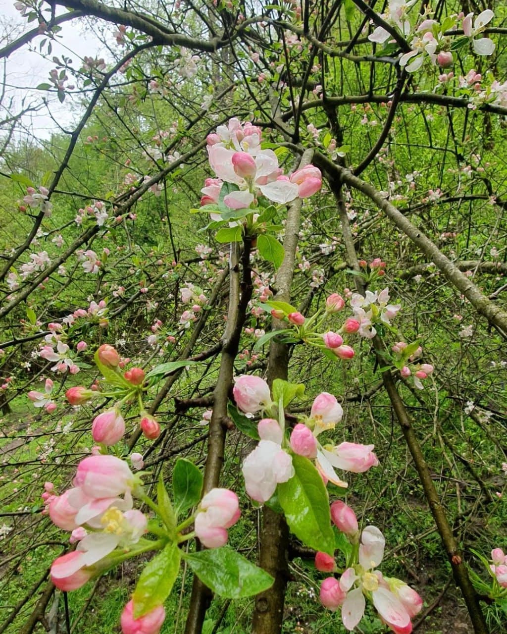 Ажекский экопарк (Краснодарский Край). Автор: artemsochinskiy, фото 3