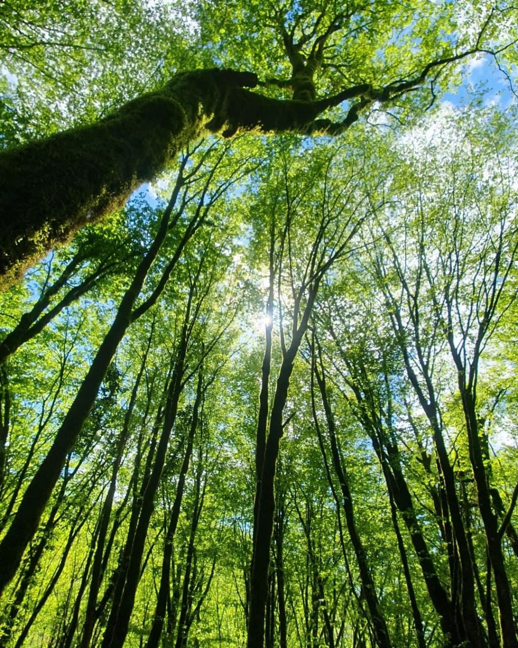 Ажекский экопарк (Краснодарский Край). Автор: artemsochinskiy, фото 1